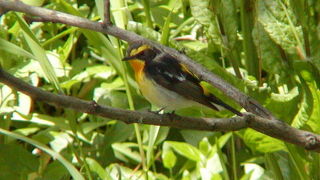 キビタキを見てきました。