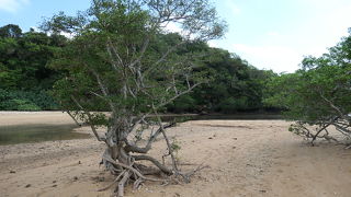 マングローブ自生地、吹通川のヒルギ群落