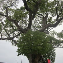 本宮前の大楠の様子