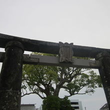 古鳥居越しに眺める大楠、というのがベストですね( ´∀｀ )