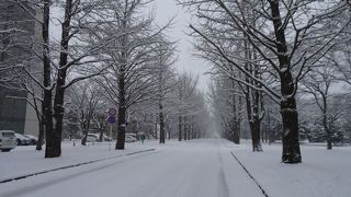 やっぱ黄色に色付く季節