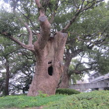 少し意味深な風情の楠も…。
