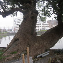 個性あふれる楠の数々、見ていて飽きません！