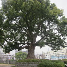 大樹に力を貰えることは多いですね。人生頑張らないとね！