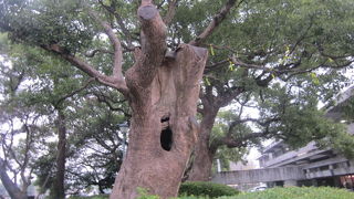 好みの楠を探して歩くのも楽しいです