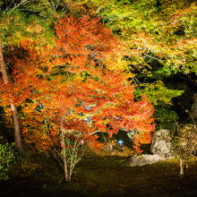 見事な紅葉のライトアップです