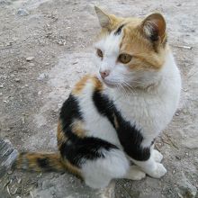 神殿住まいのねこちゃん