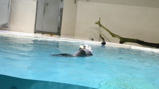 いつ見ても愛くるしいラッコ