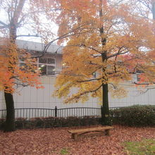 色づいた木々の様子