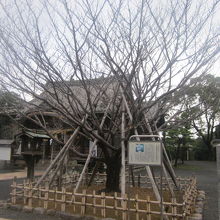 貴重な桜が数種見られます