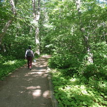 十和田湖畔の自然林