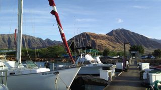 ドルフィンウォッチ & スイム