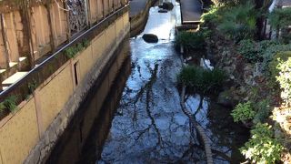 両岸が桜で開花時期はきれいそう
