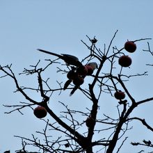 柿の実と鳥