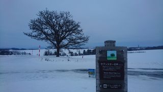 雪景色とセブンスターの木