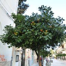 オレンジの並木道