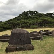 立派な松の木