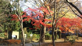 クリスマス・イブなのに紅葉でした