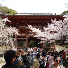 咲き誇る桜と西大門