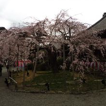 庭の枝垂れ桜も満開