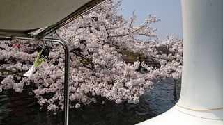 桜の季節、ボートがおすすめ