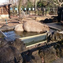 カピパラ風呂