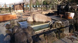 冬はカピパラ風呂が見れます