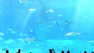 大きな水槽が印象的でした