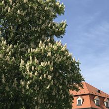 ウエスタンスクエアとマロニエの大木