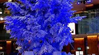 キッテ  クリスマスツリー