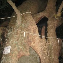 大クスの様子１