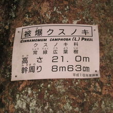 一本目の楠の詳細はこちらで。