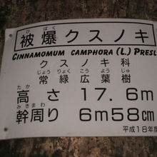 二本目の楠の詳細はこちらで。