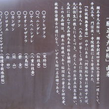 各種の桜の解説はこちらで。