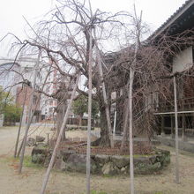 本堂前のベニシダレの様子