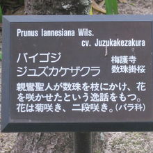 こんな珍しい名称が付いている桜のようでした