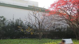 花の咲いたところを見てみたものです。