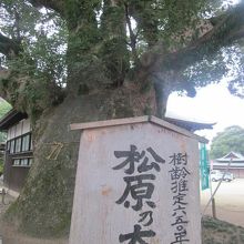 松原の大楠、その大きさに圧倒されます