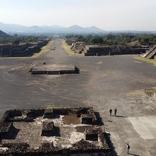 まっすぐに伸びる