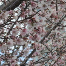 12月の四季桜の様子