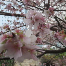 少し寒々とした風情がまた素晴らしいですね！