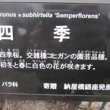 四季桜のネームプレートの様子