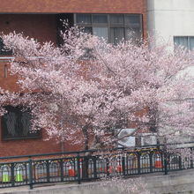 それにしても美しい12月の桜です！