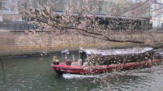 12月に咲いている四季桜・納屋橋の知られざる風景の一つです