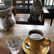 バスターミナル近くの猫カフェです