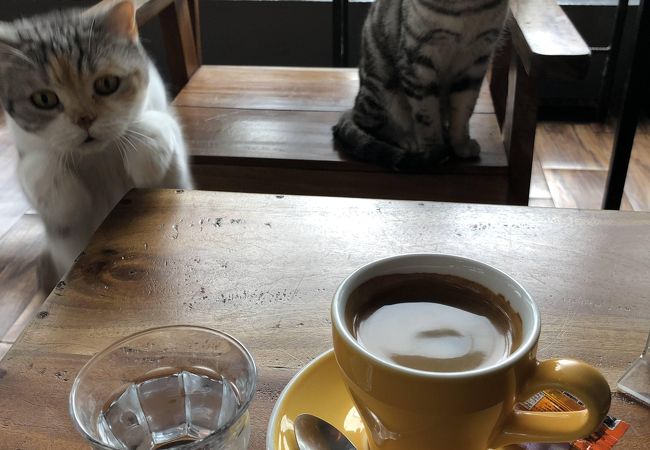 バスターミナル近くの猫カフェです