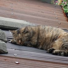 尾道は猫が逃げない