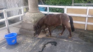 馬のあかりちゃん