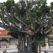 境内の木