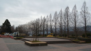 湖西のメタセコイヤ並木